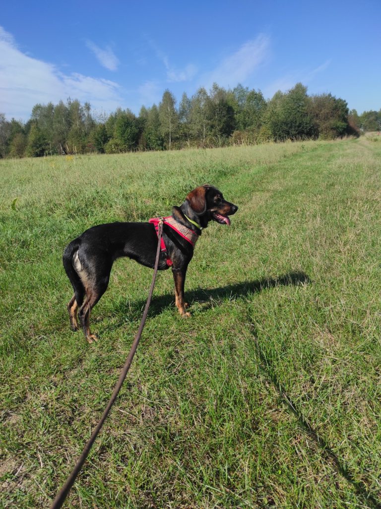 GAJA
