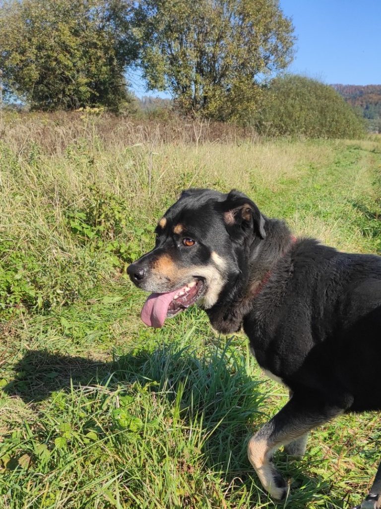 BRUNO
