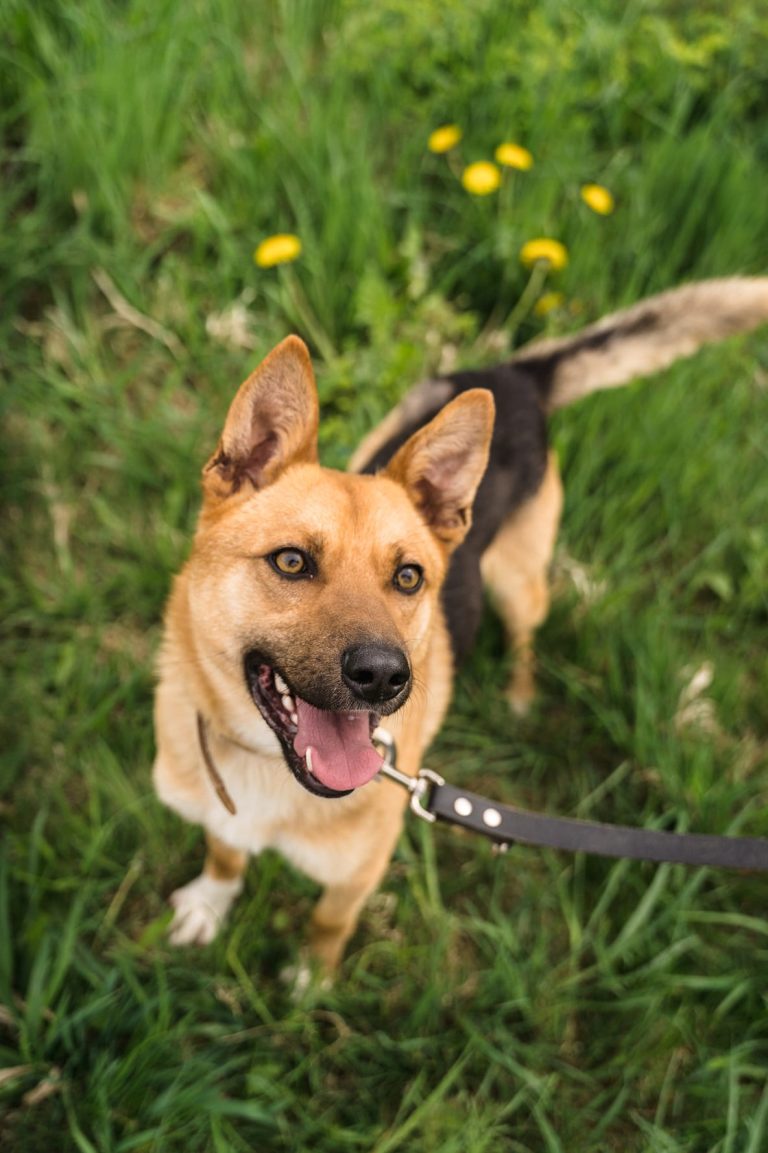 SZARIK