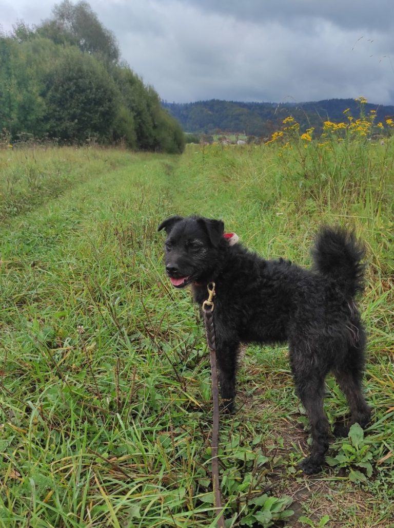 TOBI