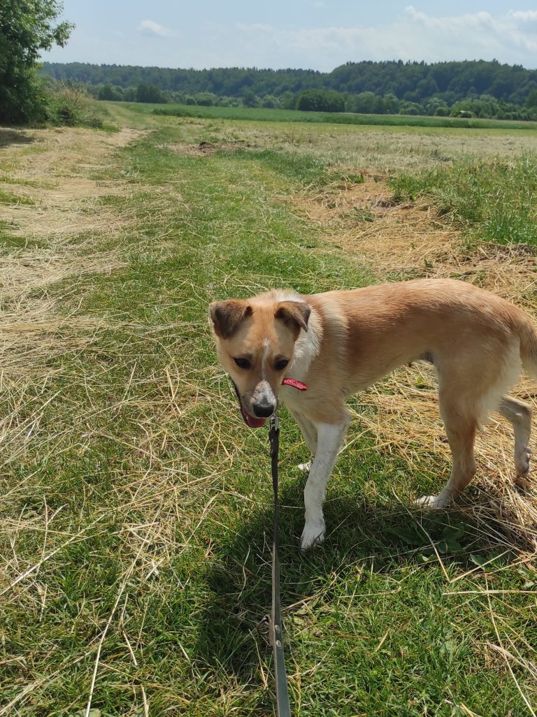 SARA