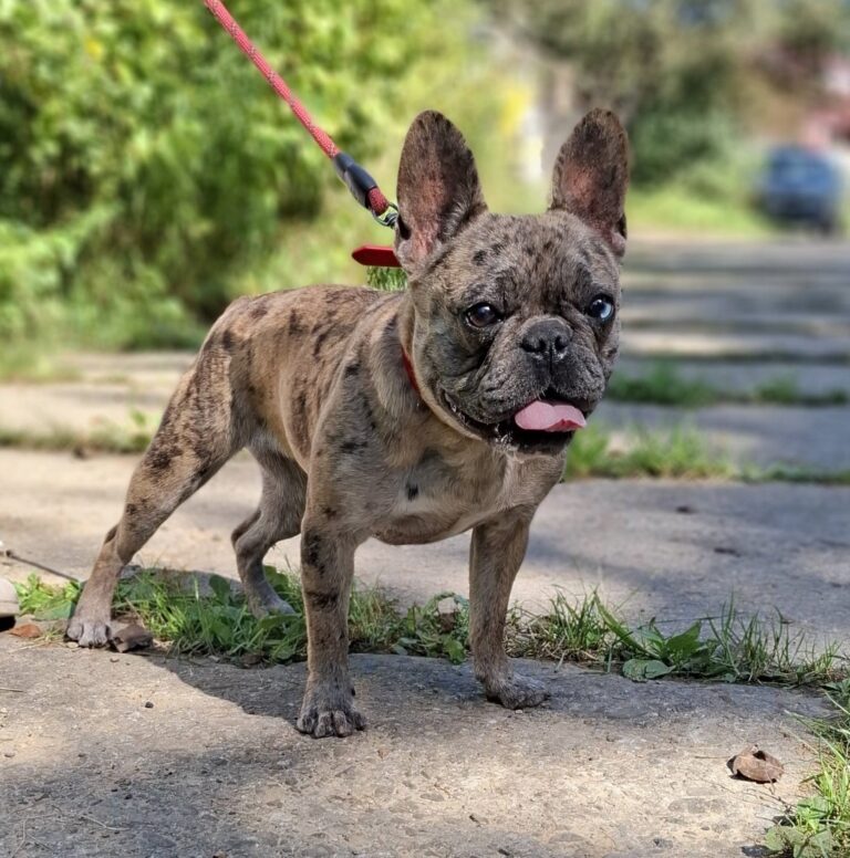 LILKA