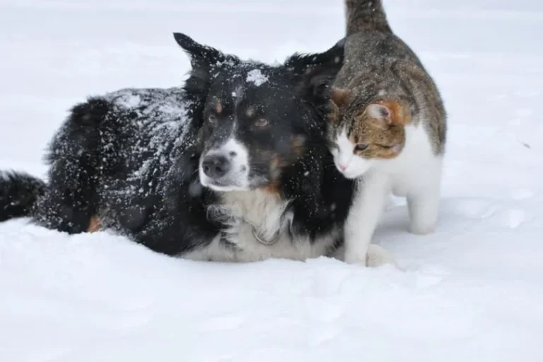 Apel o zapewnienie humanitarnych warunków bytowych zwierząt w czasie zimy