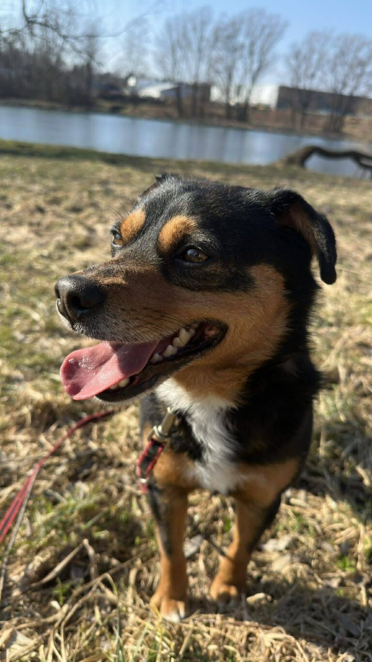MIŚ