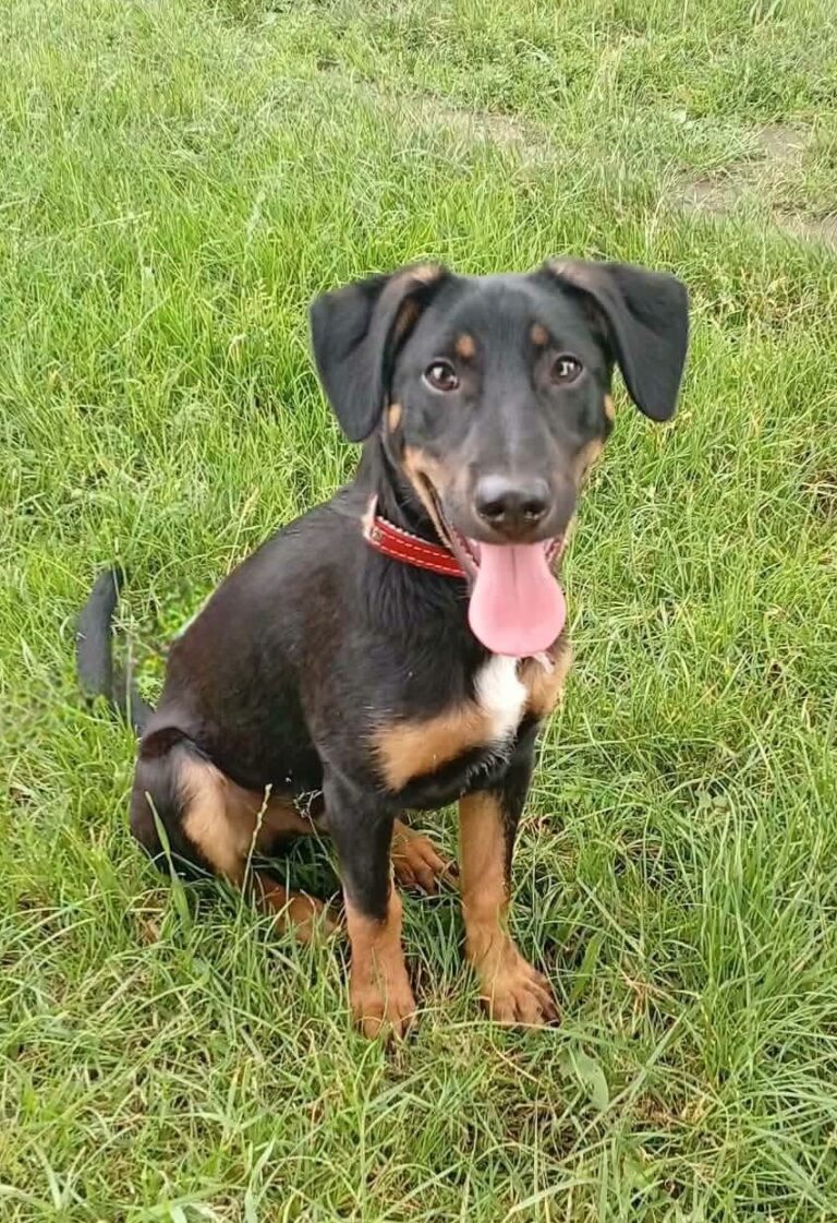 LEO