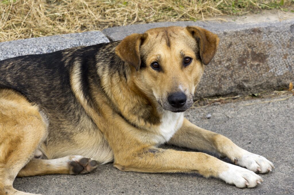aviavlad-dog-3597724