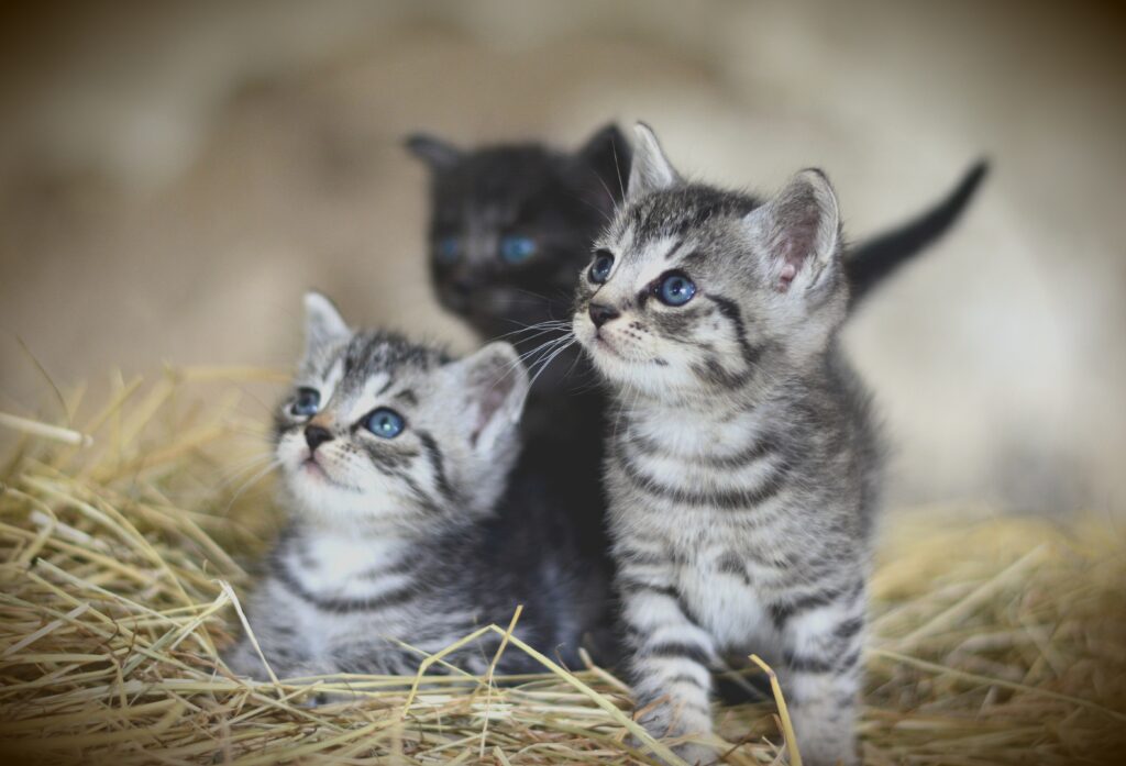 congerdesign-cat-3535399